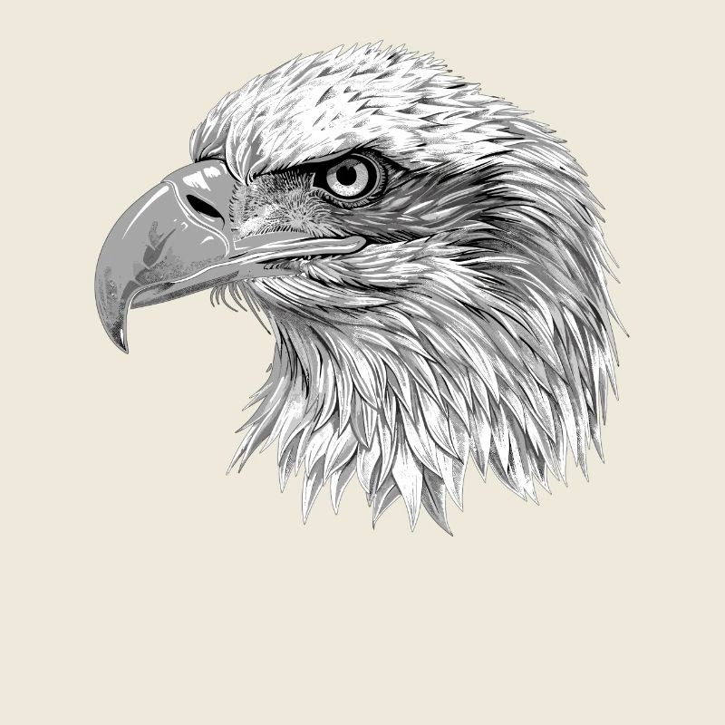 Bald Eagle Weißkopfseeadler