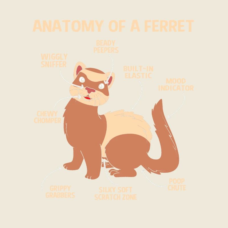 Ferret