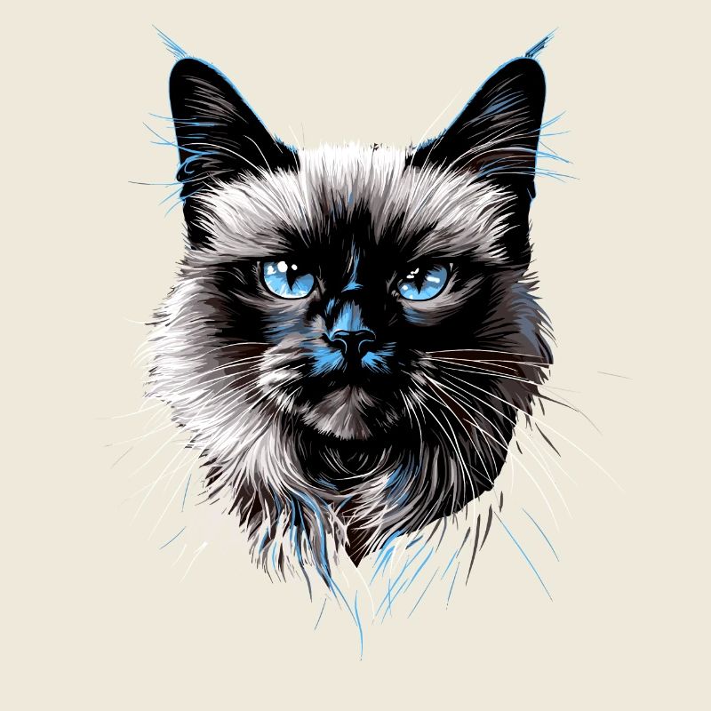 Birma Katze Heilige Birmakatze Süße Birma Katzen