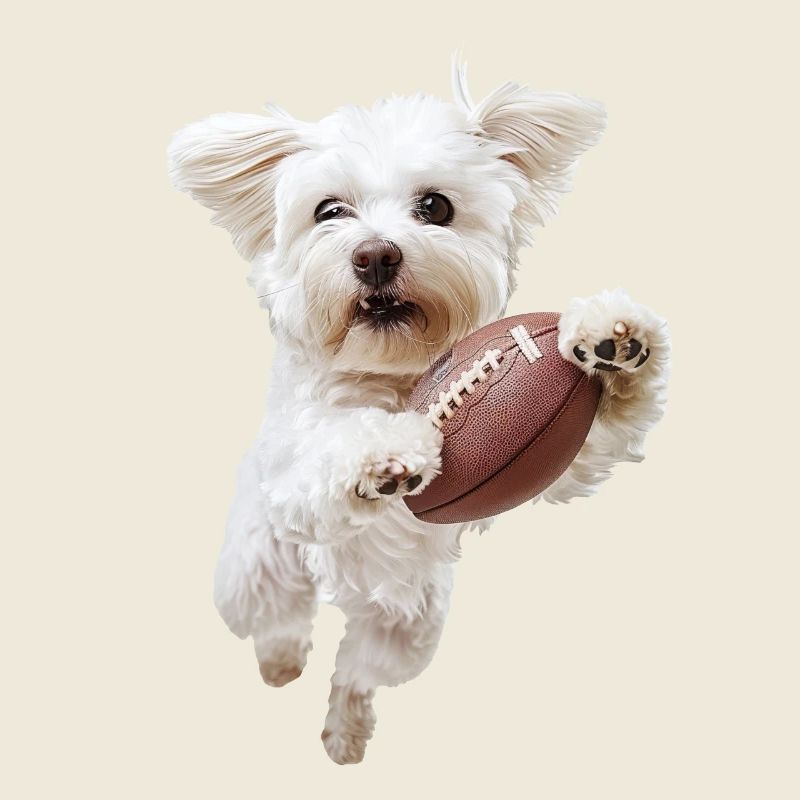 Maltese