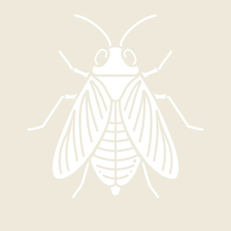 cicada