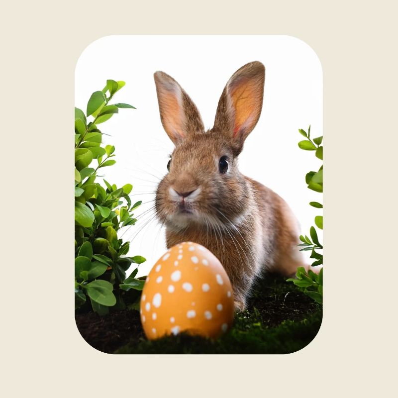 Lapin de Pâques