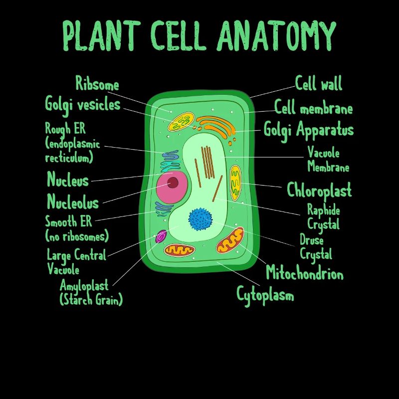 Anatomie de la biologie cellulaire végétale Biologiste Science