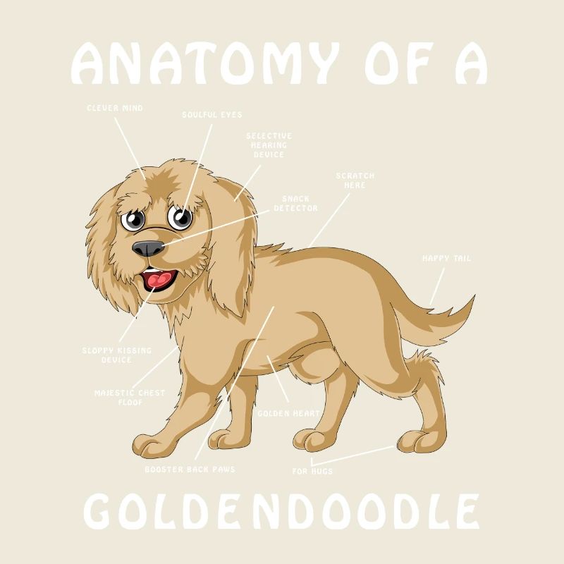 Illustration anatomique Golden Doodle