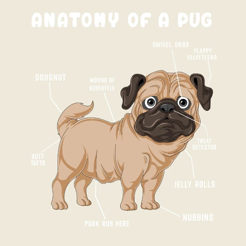 Mops-Anatomie