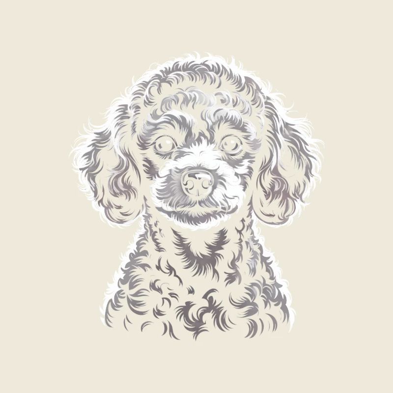 caniche toy