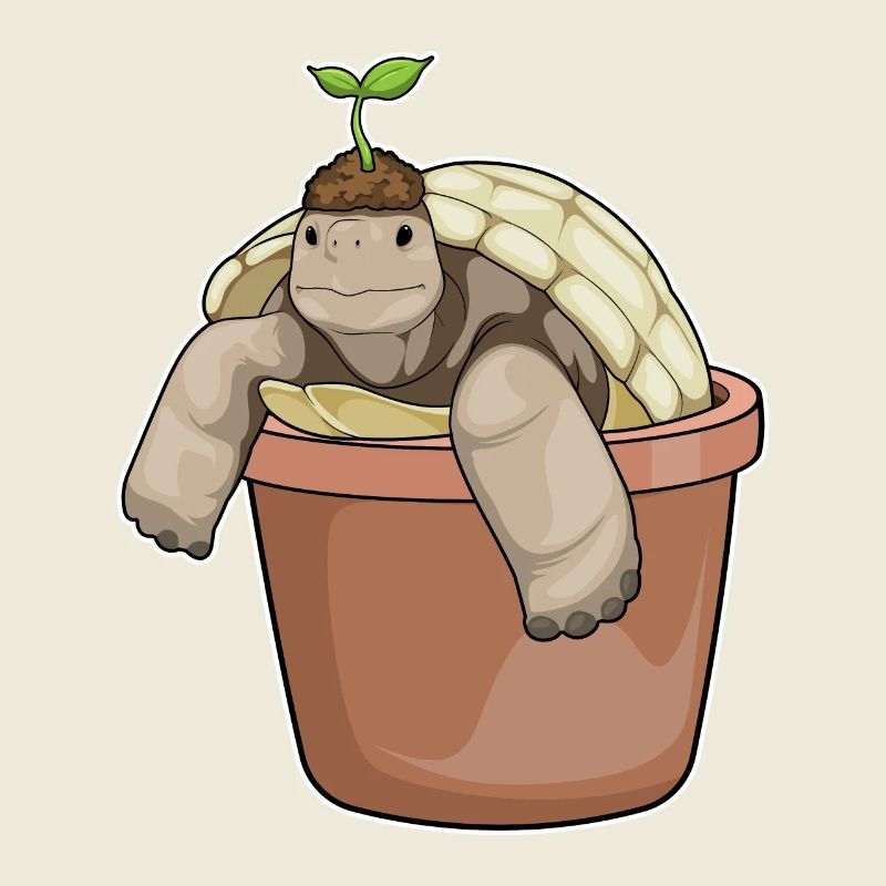 Plante en pot de fleurs de tortue