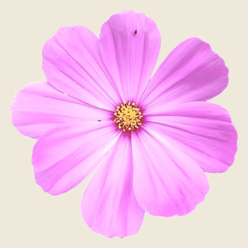 fleur
