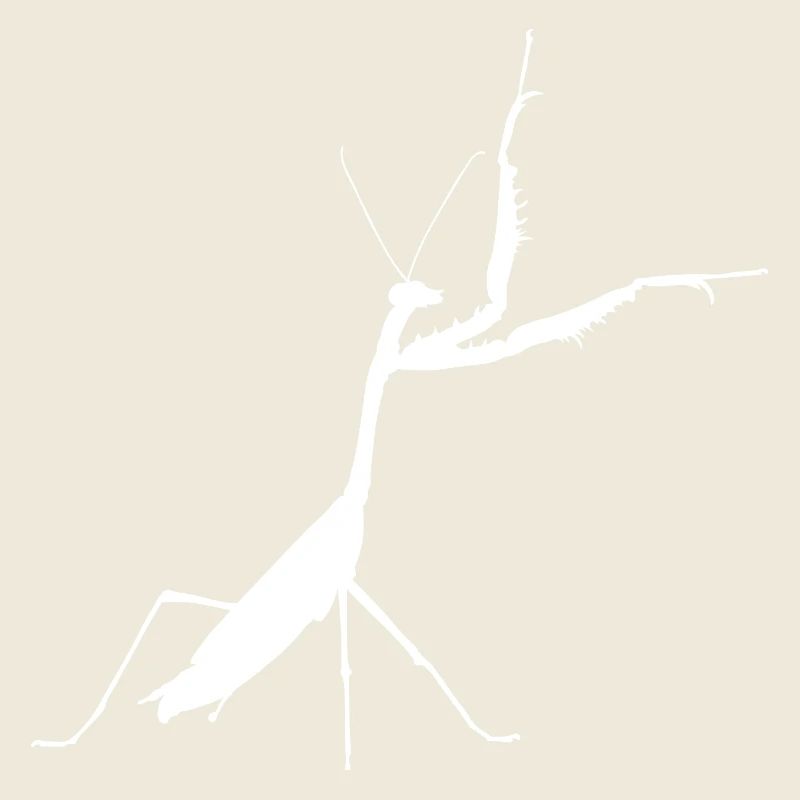 Gottesanbeterin weiss