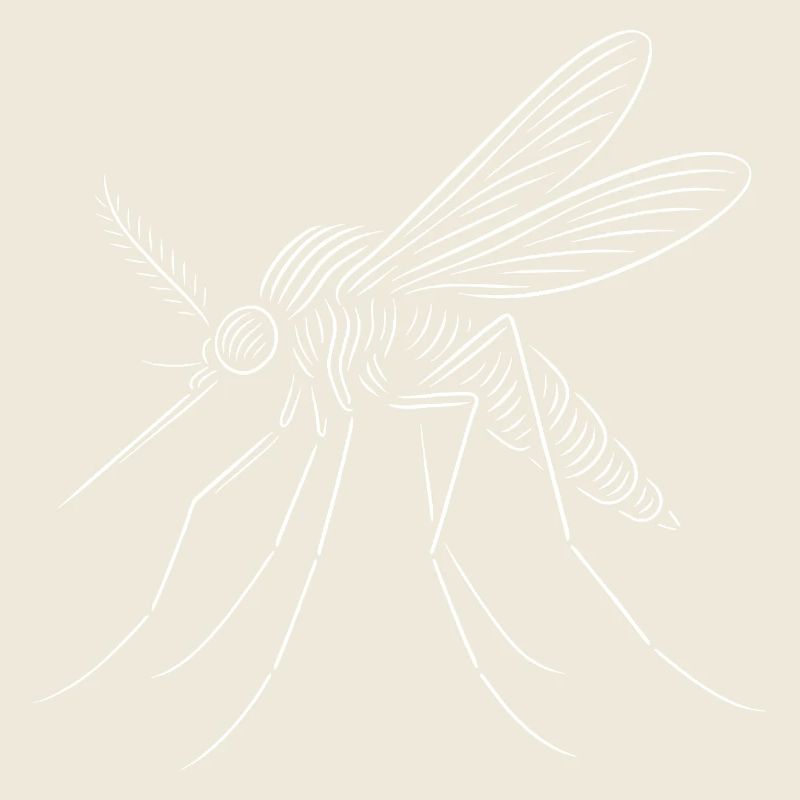 Mosquito, Mosquito