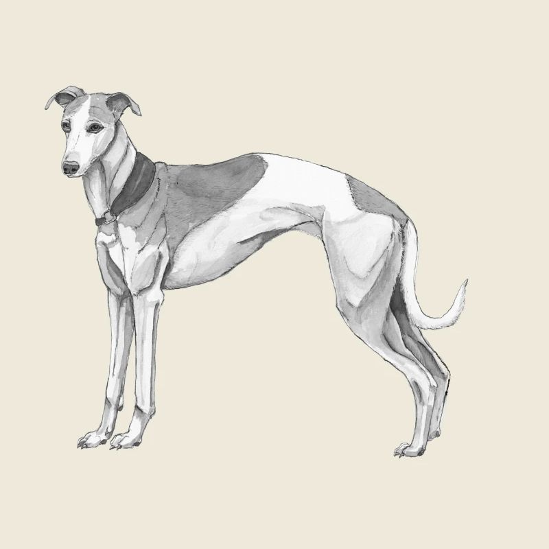 Whippet