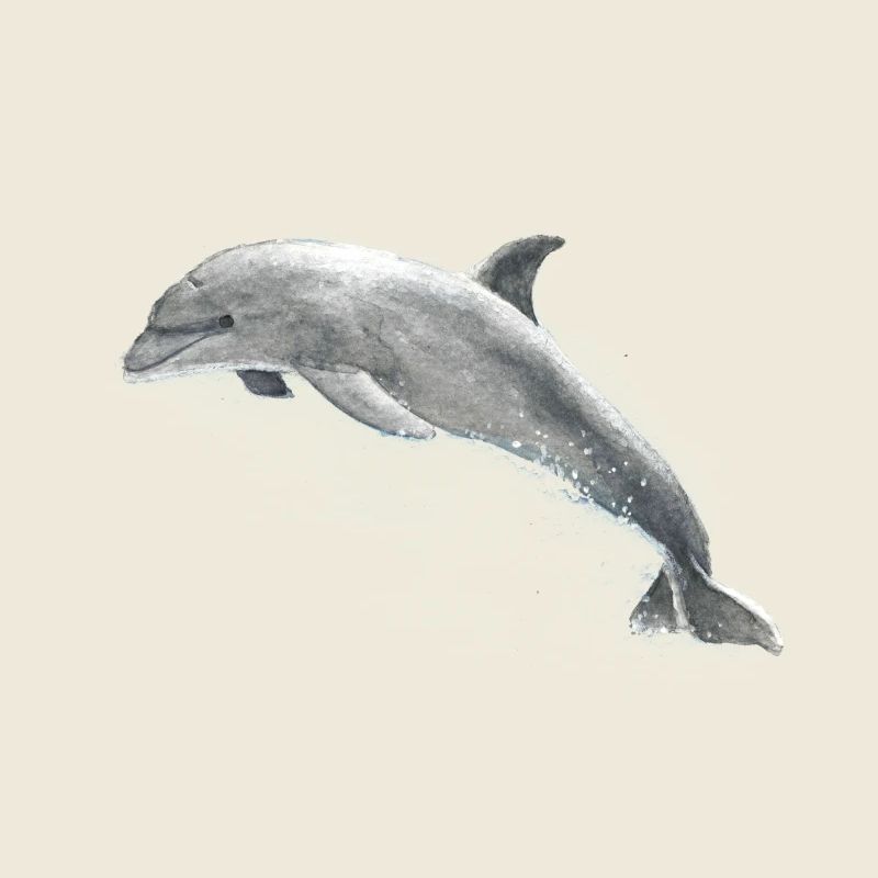 Delphin