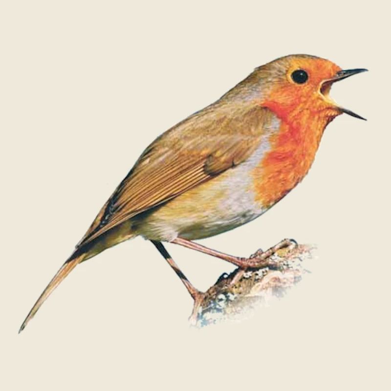 Redthroat Bird Robin
