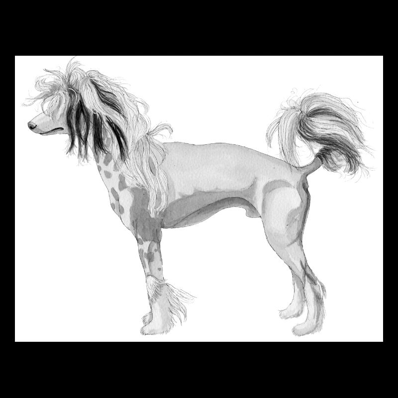 chinese crested dog sticker