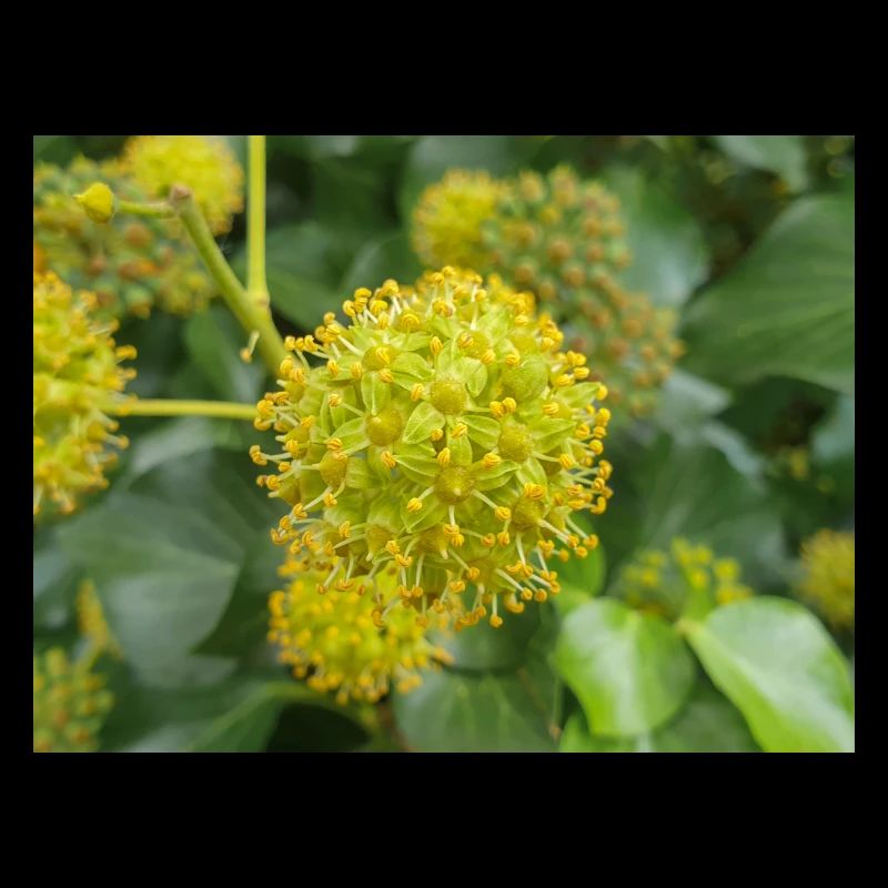 Persischer Efeu (Kolchischer Efeu)