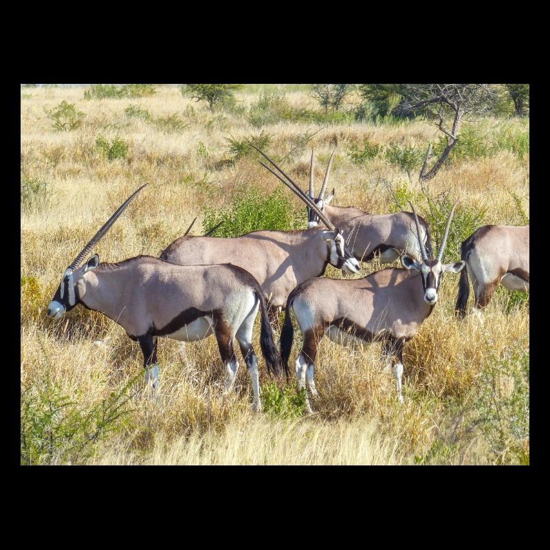 Antilope Oryxs gemsbok (Oryx gazella)