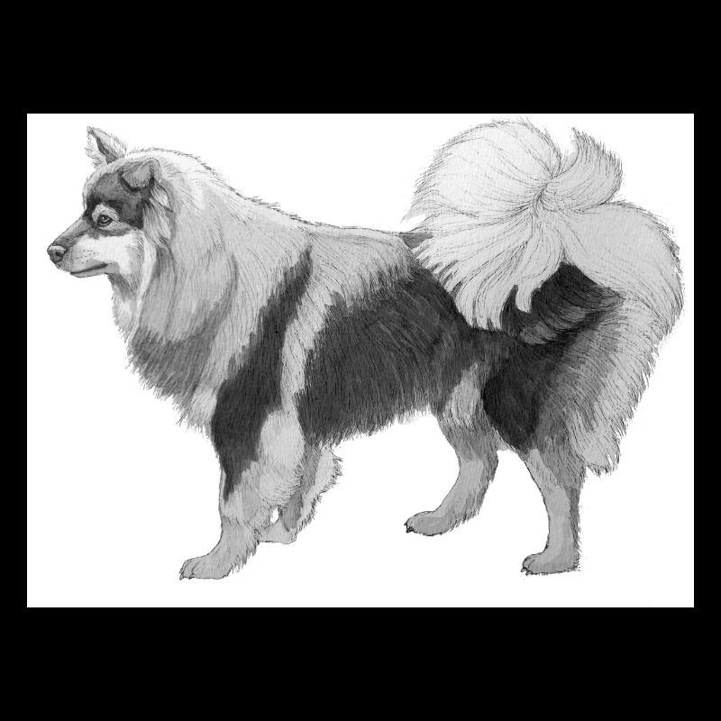 Finnischer Lapphund-Aufkleber