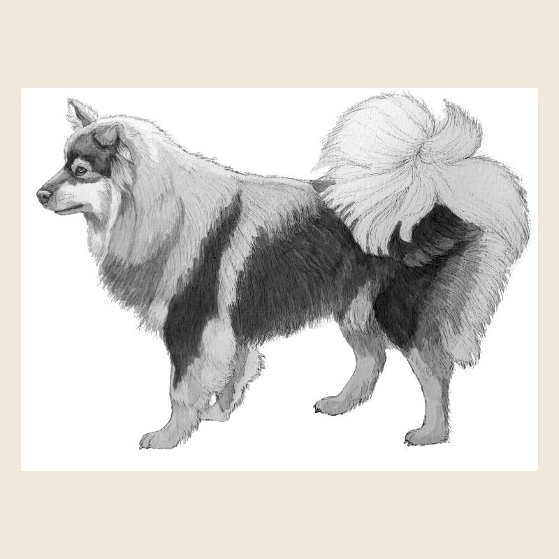 Finnish Lapphund sticker