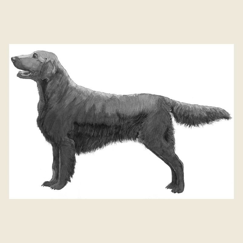 Flatcoated Retriever sticker