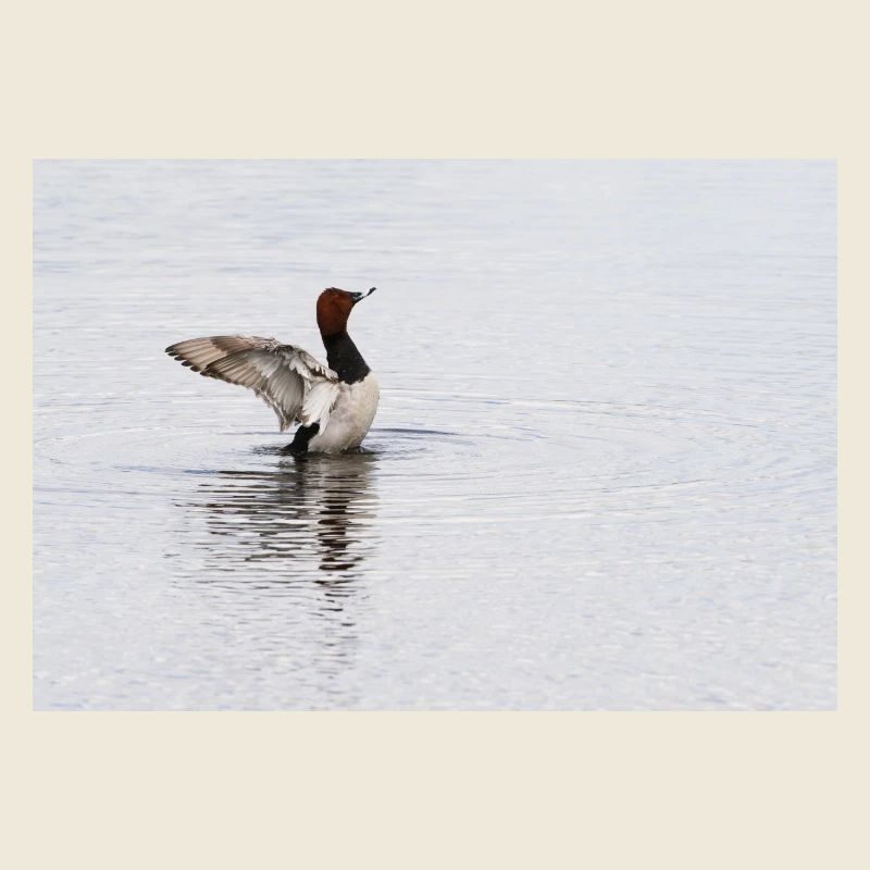 000 4816 NEF DxO DeepPRIMEXD