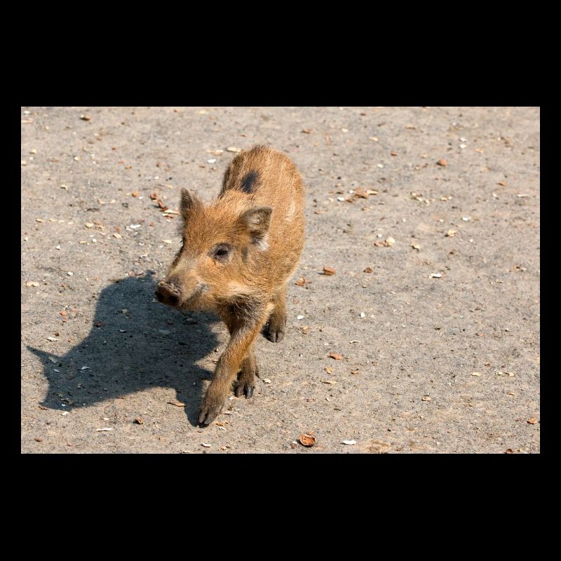 Frischling Wildschwein (Sus scrofa) im Wald