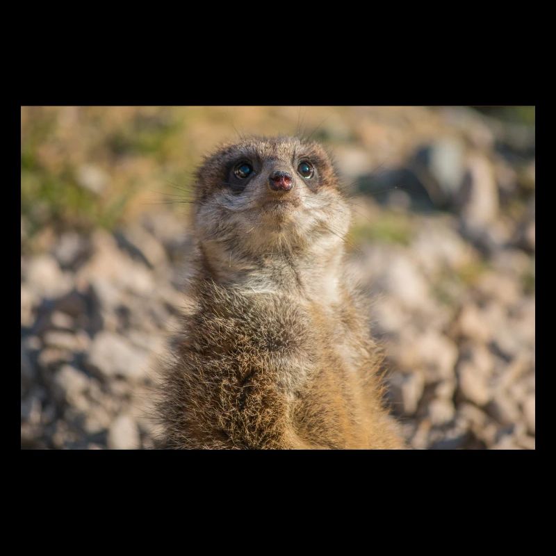 Suricate (Suricata suricatta) suricate