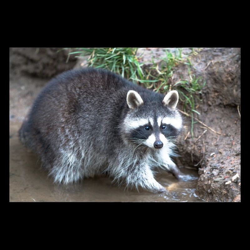 Nordamerikanischer Waschbär (racoons)