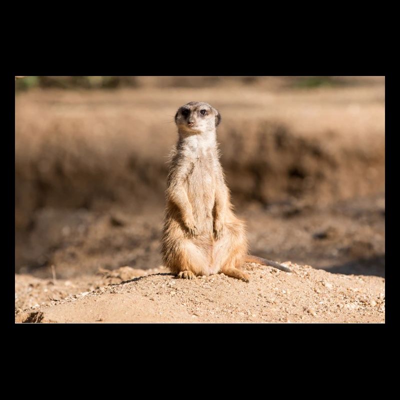 Suricate (Suricata suricatta) meerkat