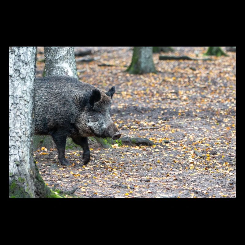 Sanglier (en allemand sanglier) Sus scrofa