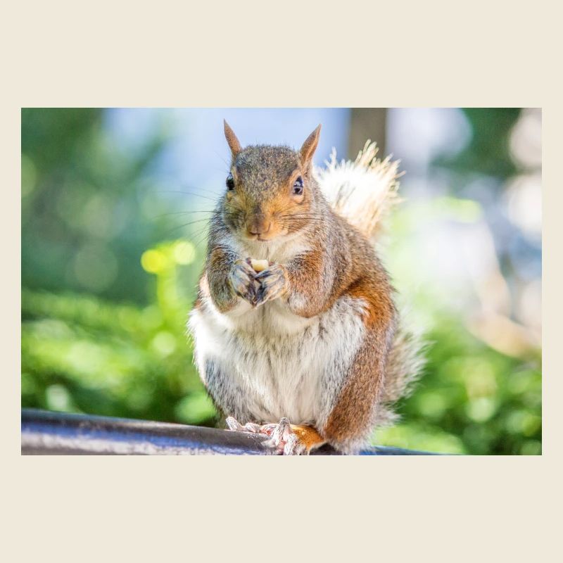 Essen Grauhörnchen Grauhörnchen Sciurus carolin