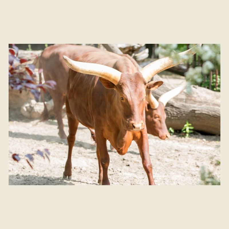 Ankole-Watusi oder Ankole Longhorn Watussirind