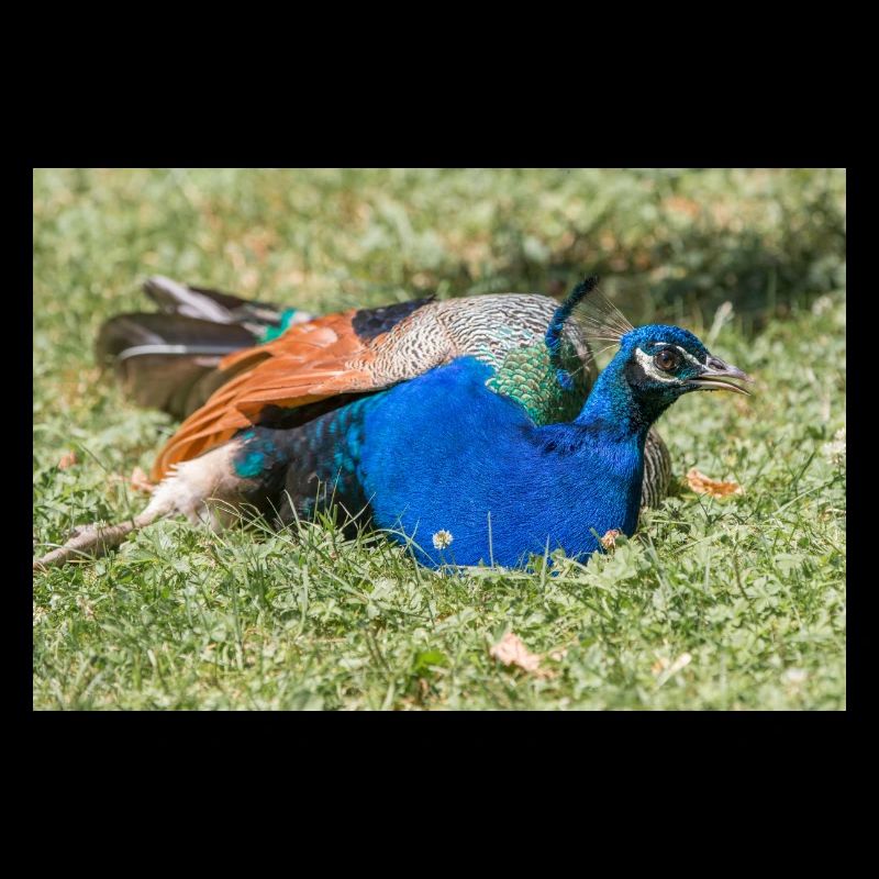 Blauer Pfau (in german Blauer Pfau) Pavo cristatus