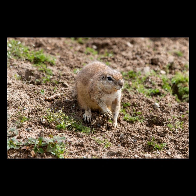 Afrikanisches Ziesel Borstenhörnchen Xerus