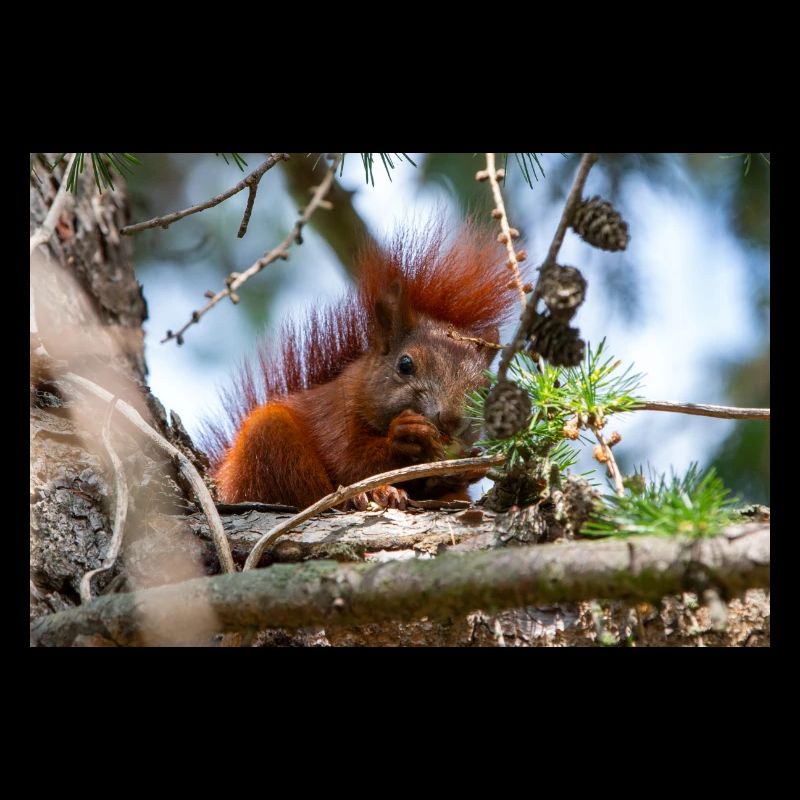 squirrel (in german Eichhörnchen) Sciurus
