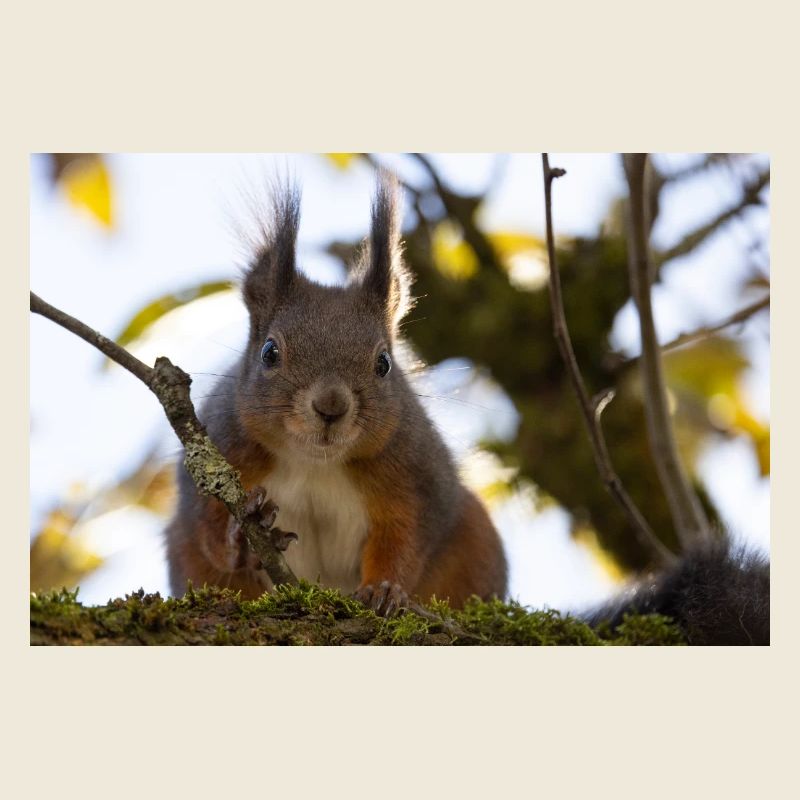 Oachkatzl / Écureuil