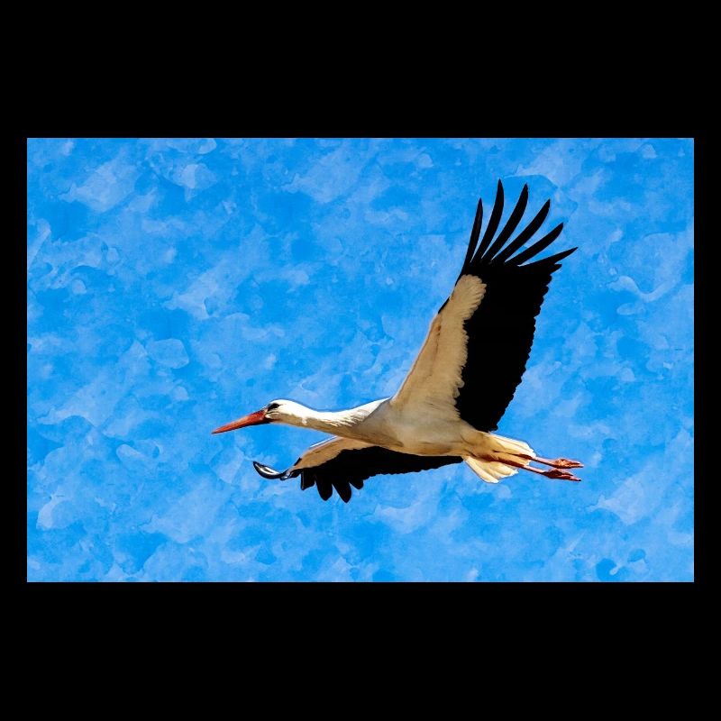 Storch im Flug