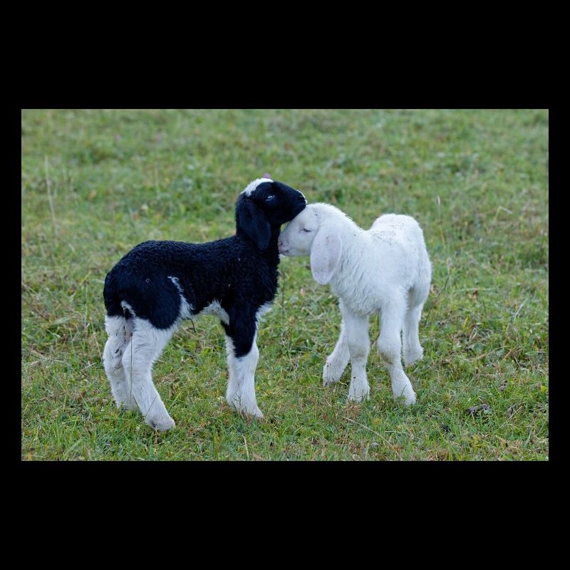 Lämmer schwarz weiss