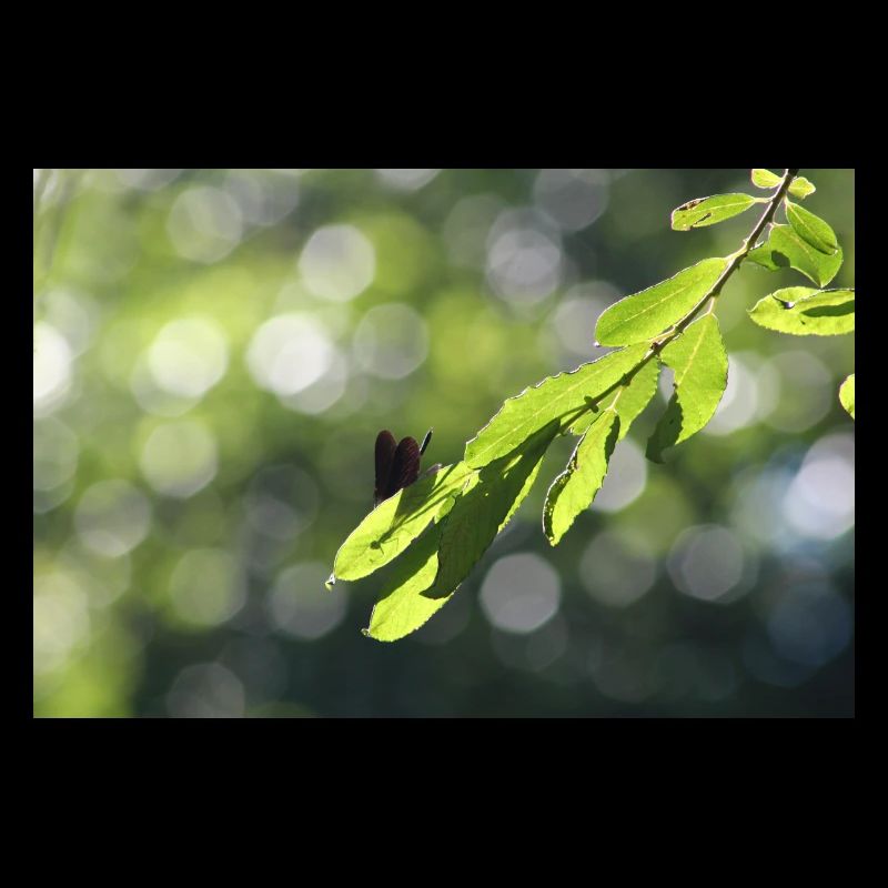Calopteryx behind the leaf