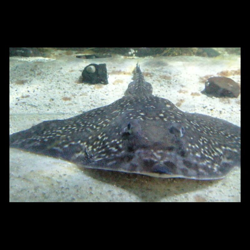 SEA LIFE