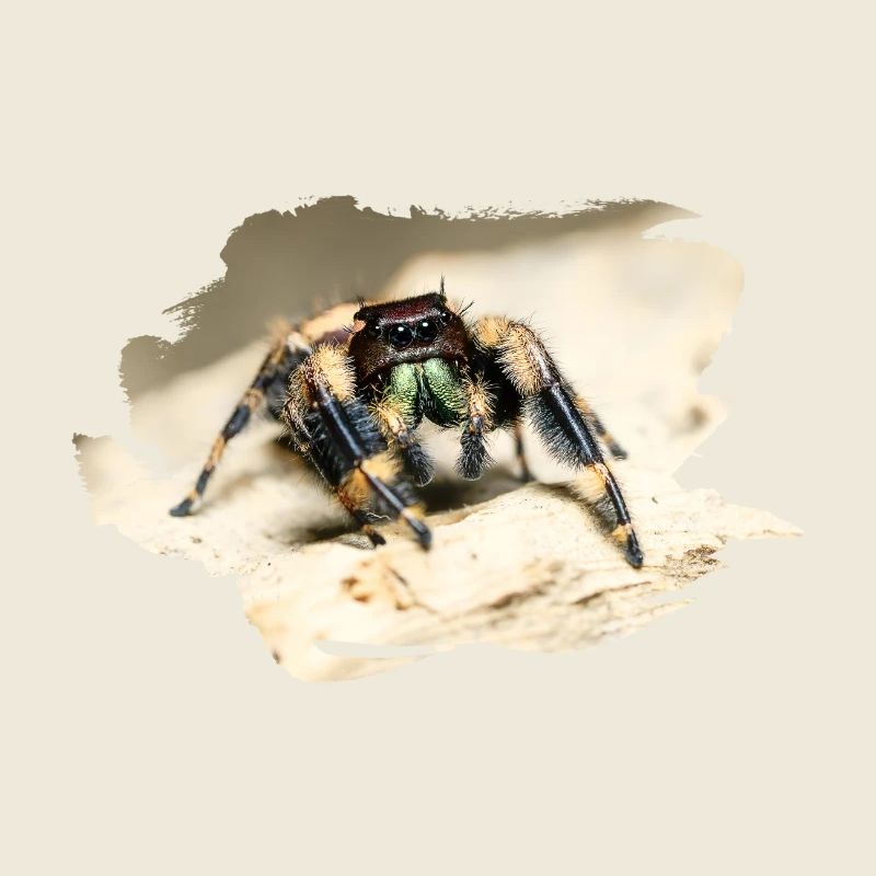phidippus otiosus jumping spider, spring spinne