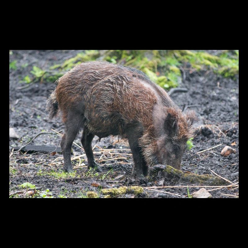 Wildschwein Sus scrofa
