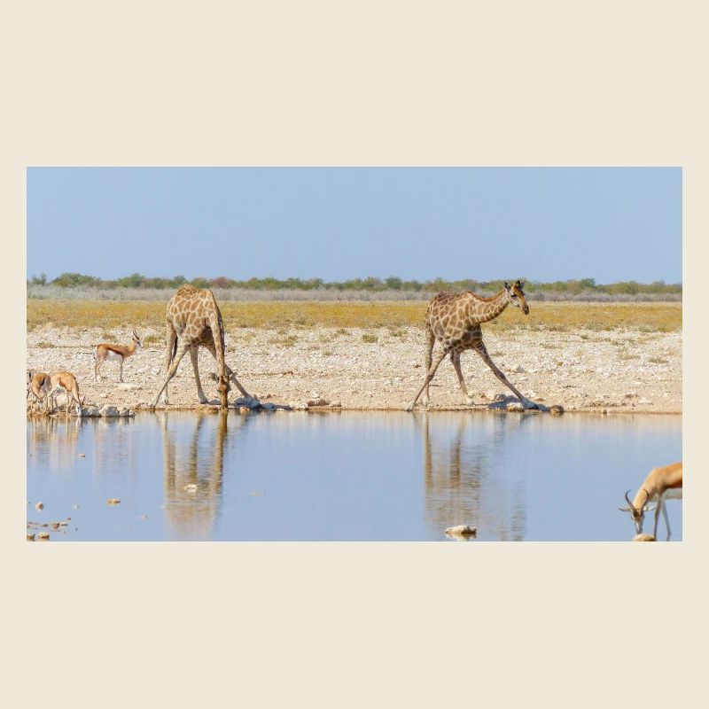 Landscape at the Cubango river with giraffe