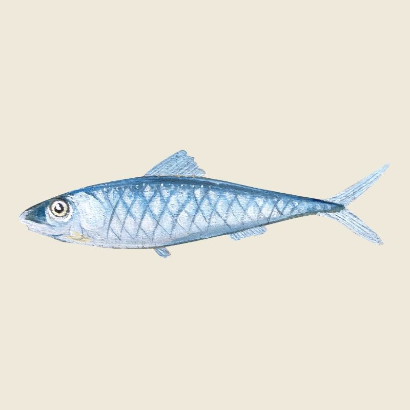 Poissons peints
