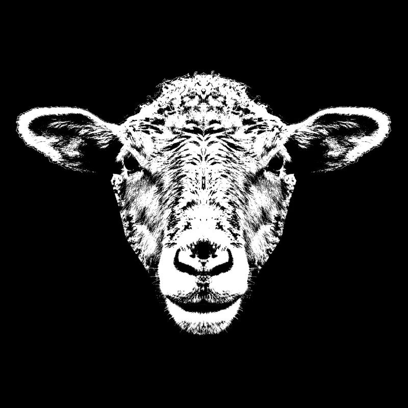 Mouton blanc / Portrait / Tête