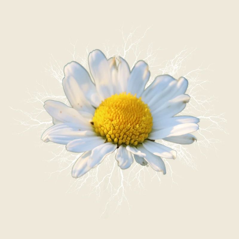 Margerite weiße Blume