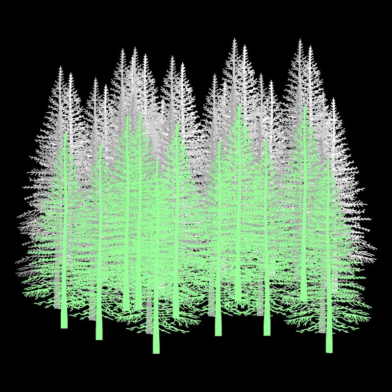 Forest Trees Coniferous Forest Firs Spruce Nature