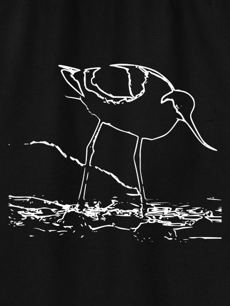 Avocets