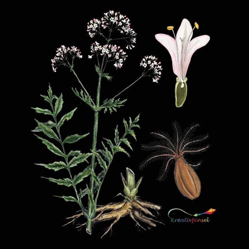 Baldrian (Valeriana officinalis)