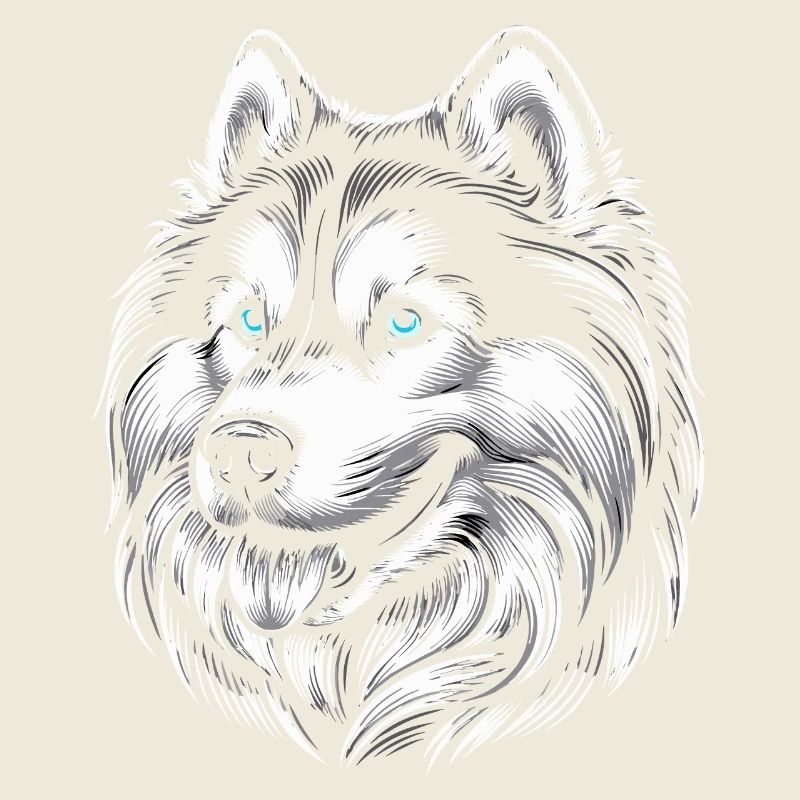 Siberian husky