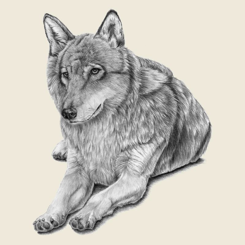 Grey Wolf